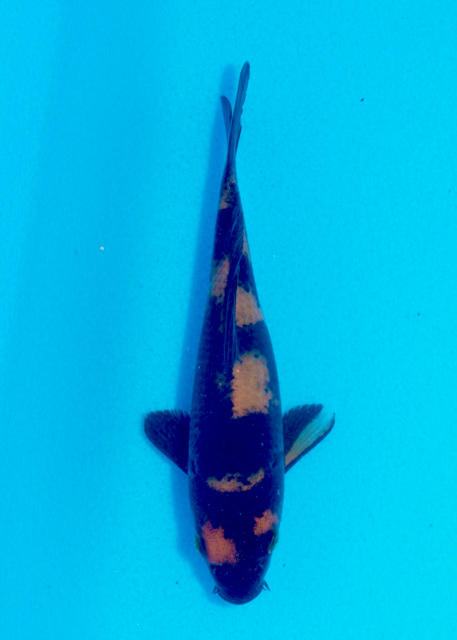 16cm Hi Utsuri (Shinoda) REF SRL05 - JE026