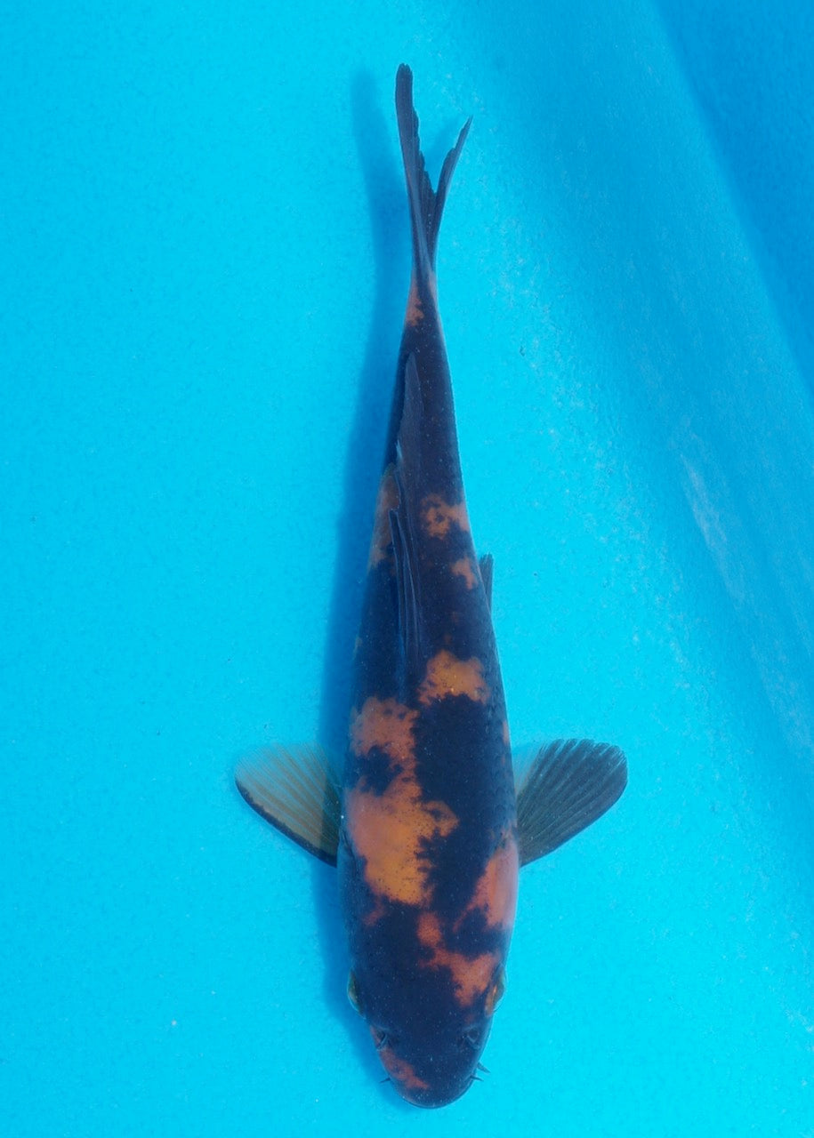 16cm Hi Utsuri (Shinoda) REF SRL05 - JE027