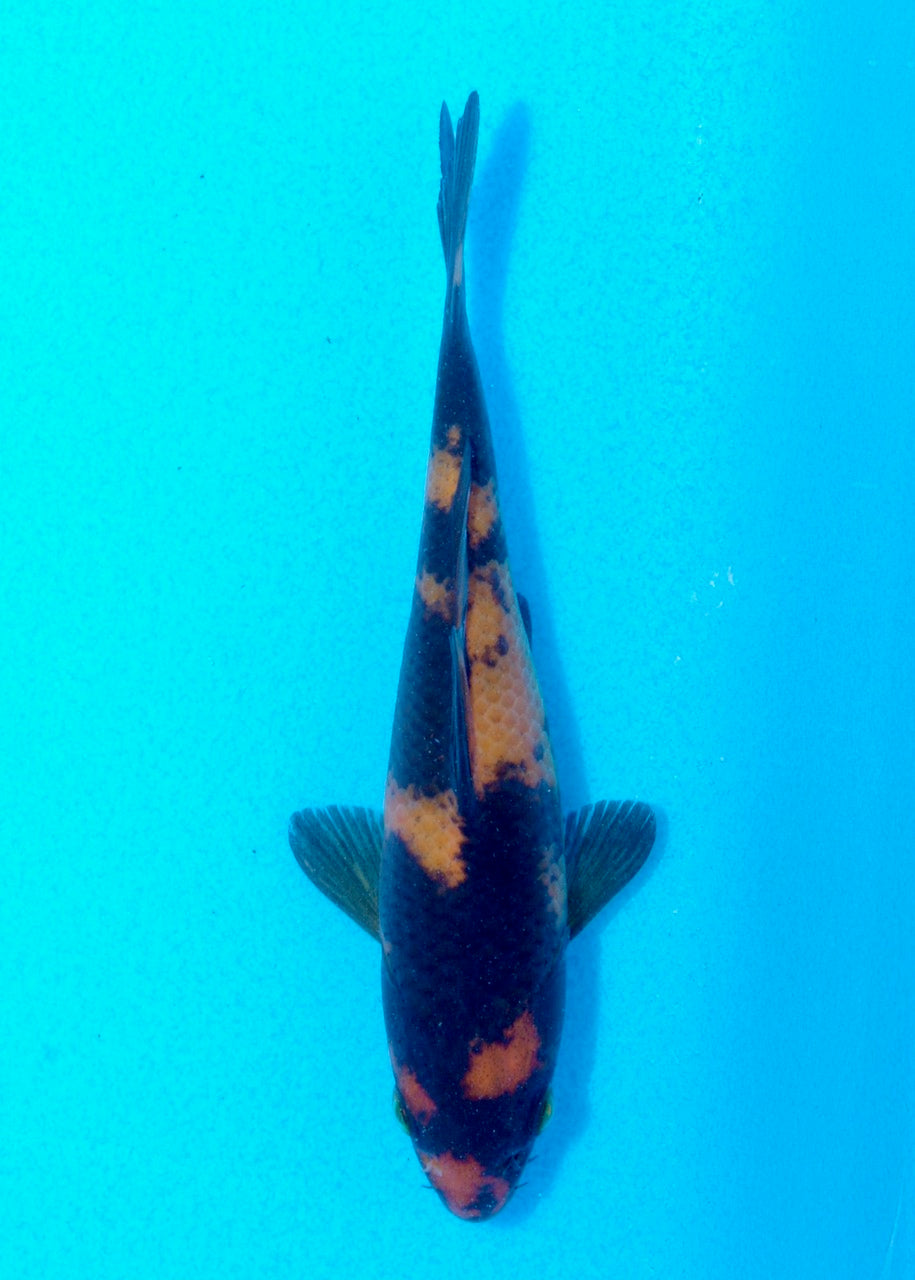 16cm Hi Utsuri (Shinoda) REF SRL05 - JE029
