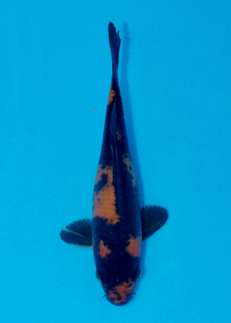 16cm Hi Utsuri (Shinoda) REF SRL05 - JE002