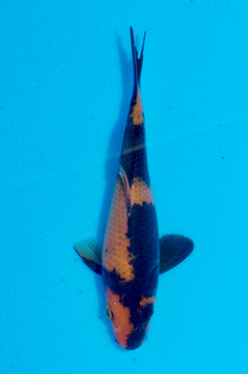 16cm Hi Utsuri (Shinoda) REF SRL05 - JE030