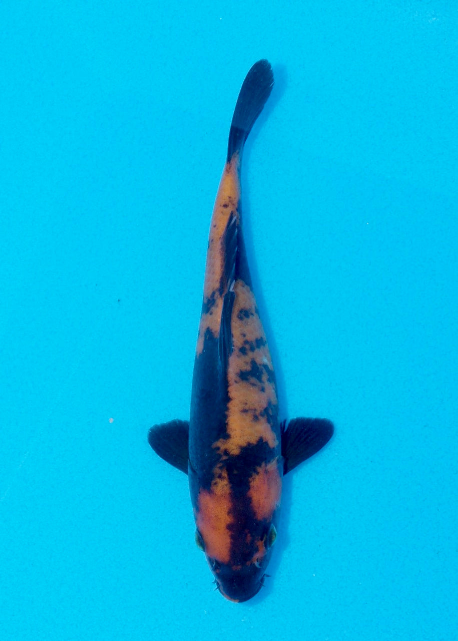 17cm Hi Utsuri (Shinoda) REF SRL05 - JE031