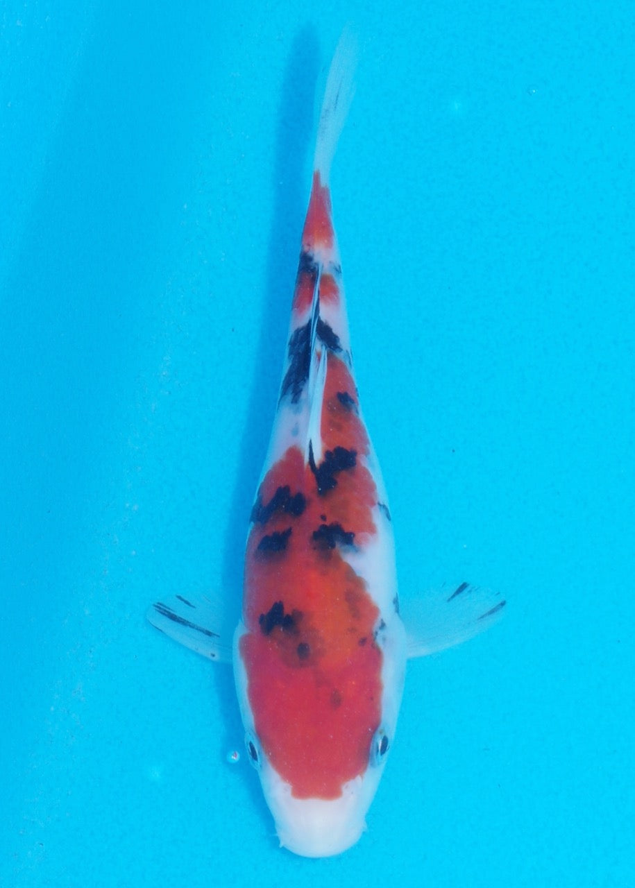 15cm Sanke (Marudo) REF SRL05 - JE033