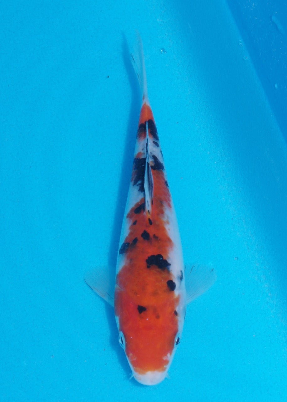 16cm Sanke (Marudo) REF SRL05 - JE036