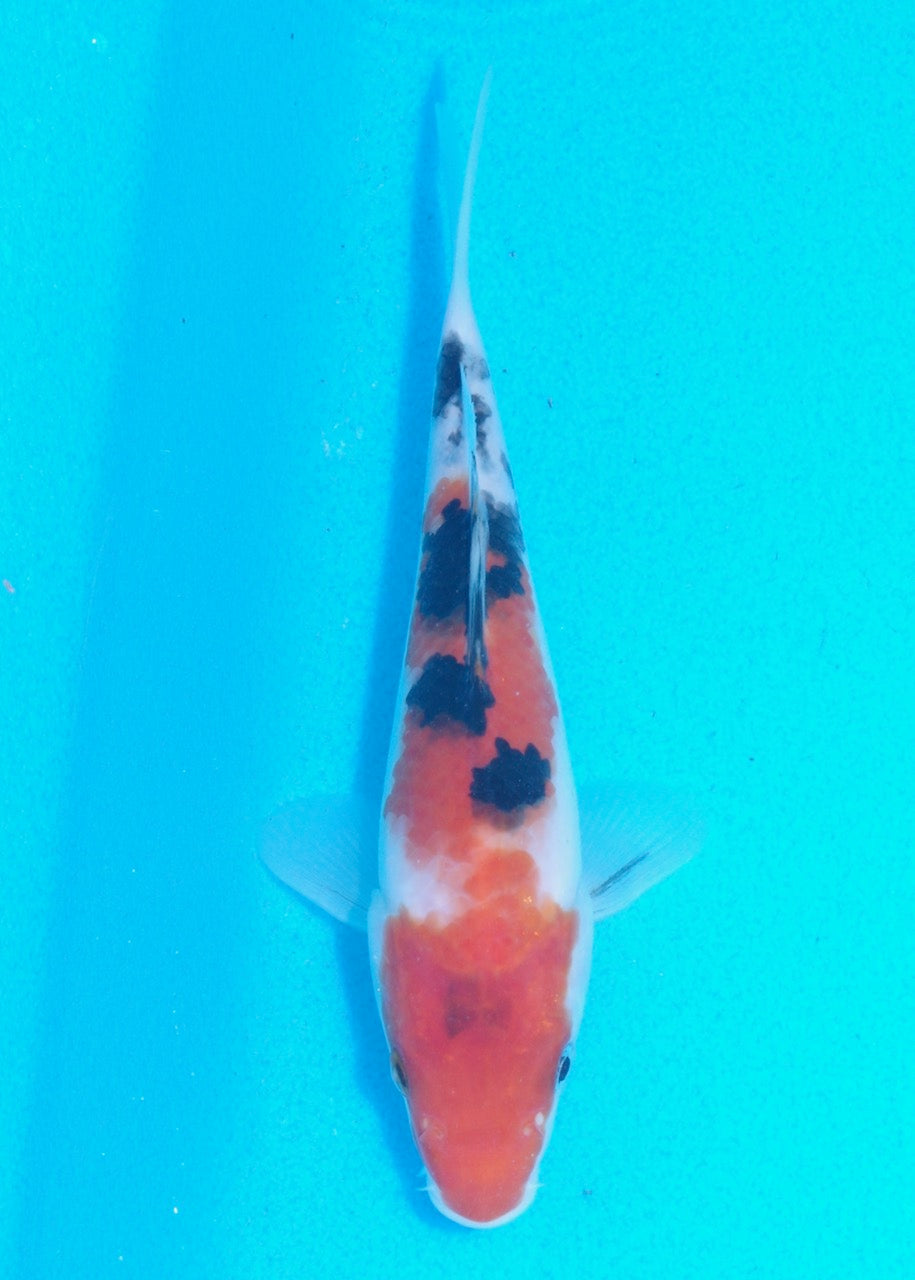 16cm Sanke (Marudo) REF SRL05 - JE038