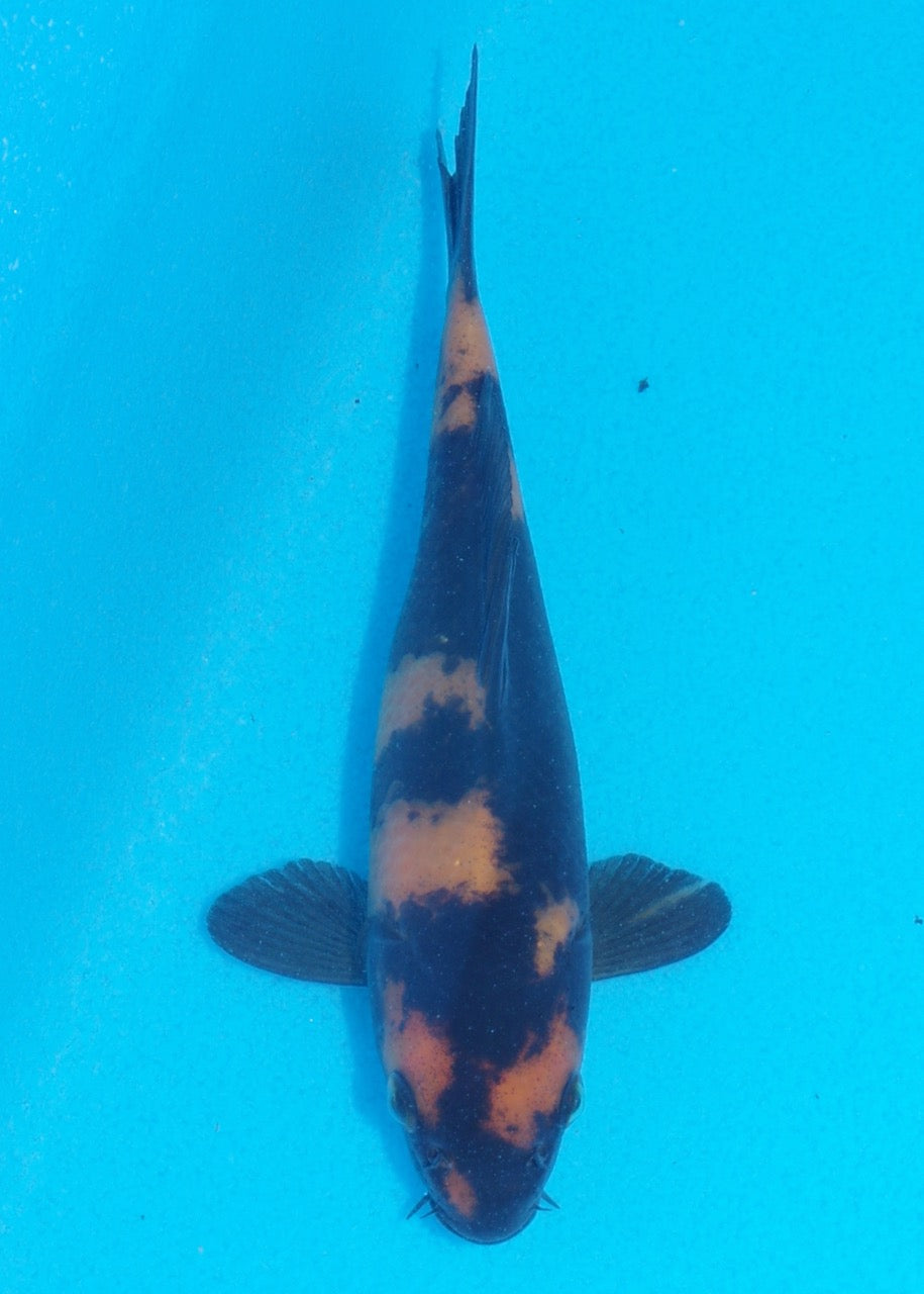 16cm Hi Utsuri (Shinoda) REF SRL05 - JE006