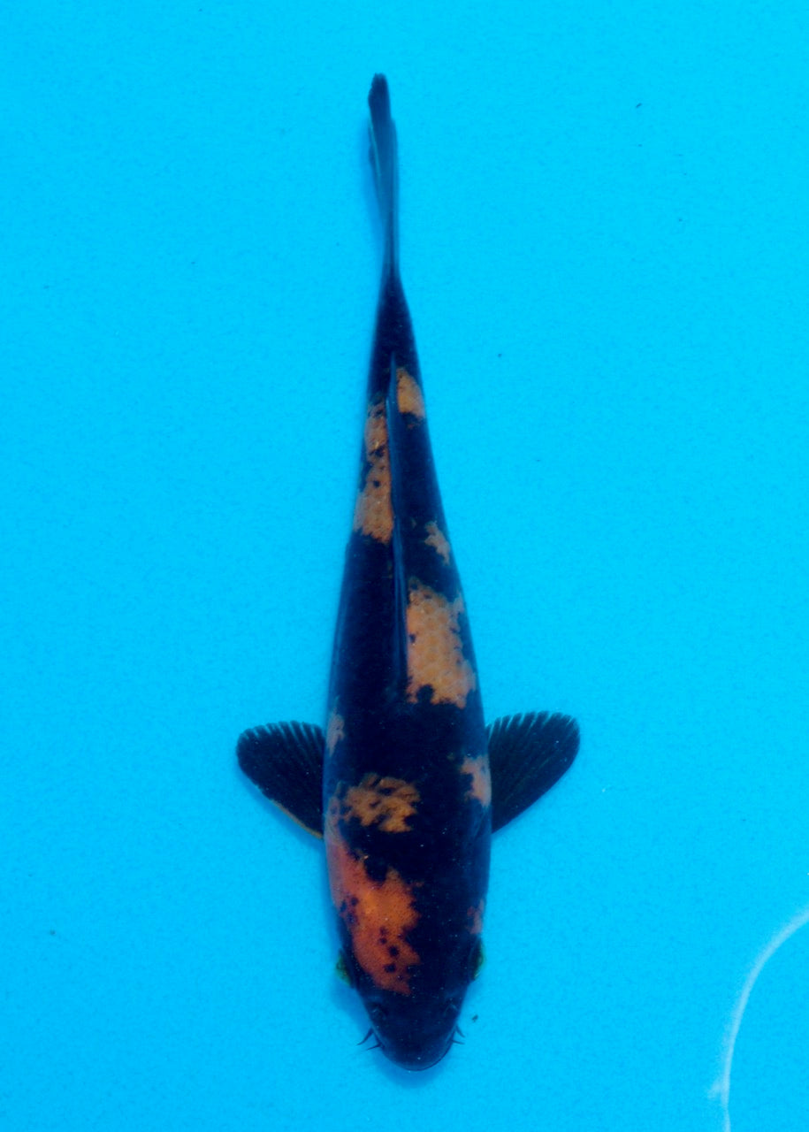 16cm Hi Utsuri (Shinoda) REF SRL05 - JE007