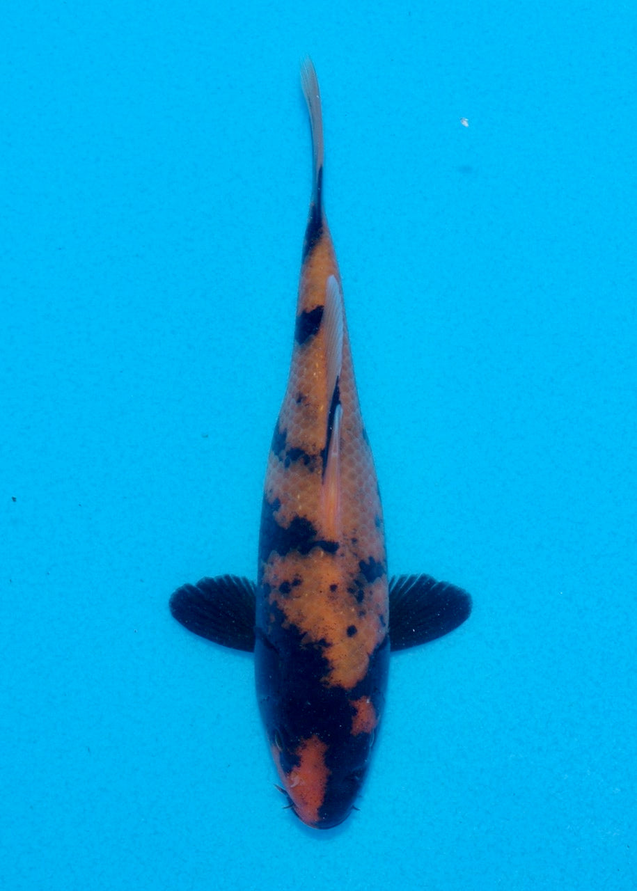 16cm Hi Utsuri (Shinoda) REF SRL05 - JE009