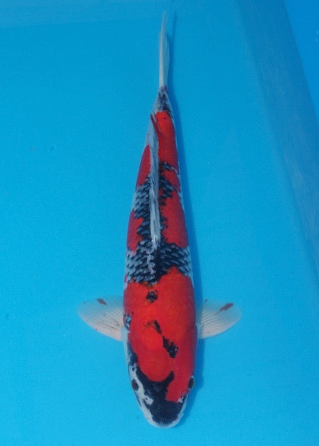 47cm Goshiki (Ikarashi Ozumi) REF SRL04 - M032