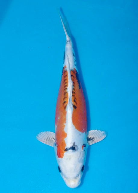 50cm Beni Kikokuryu (Marusaka) REF SRL04 - M033