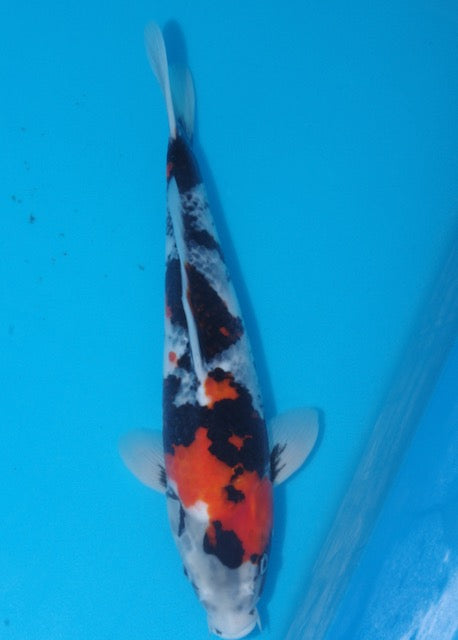 38cm Showa (Byer Koi Farm) REF SRL04 - M037