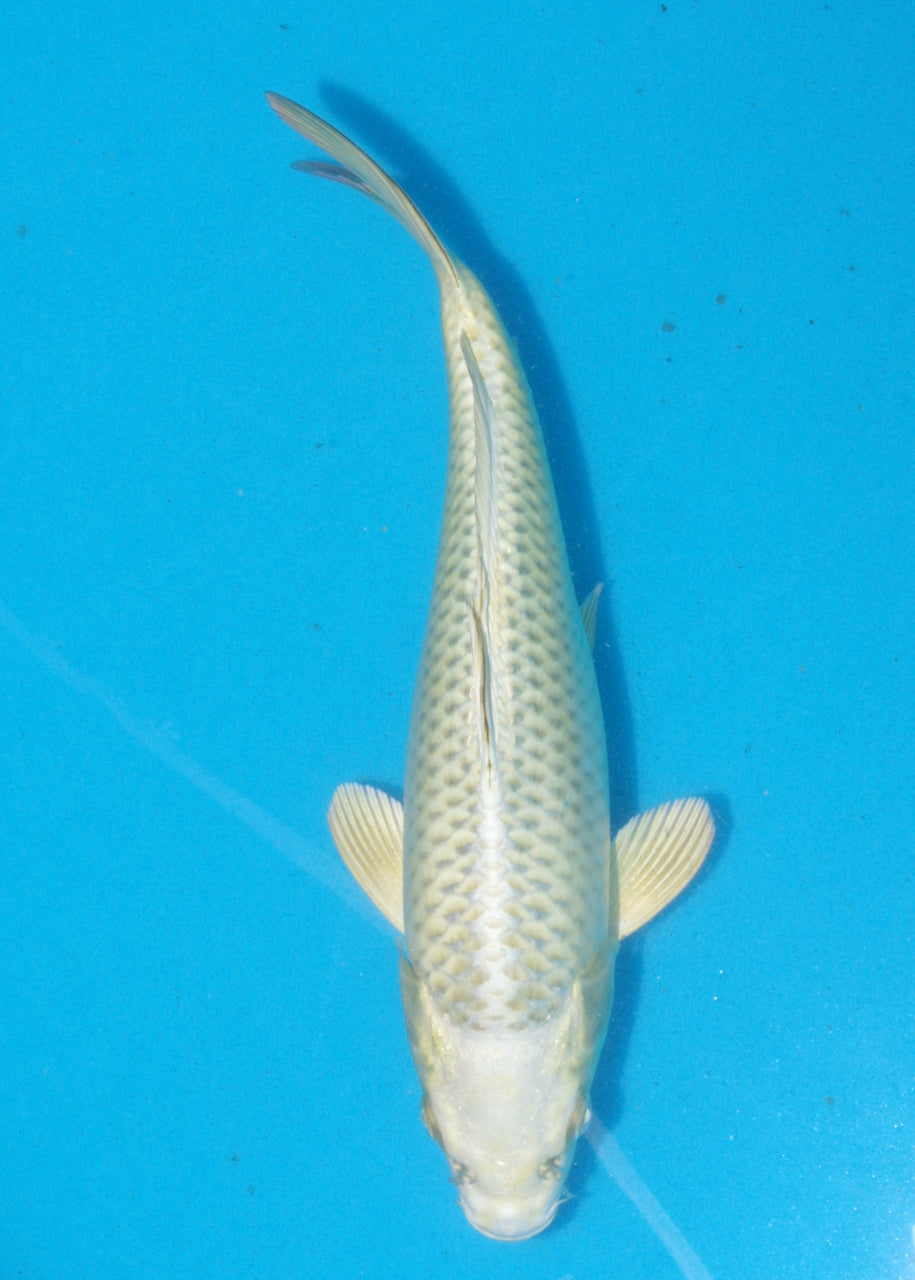 25cm Mukashi Ogon (Byer Koi Farm) REF SRR05 - JU24