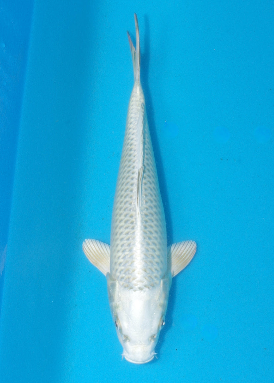 27cm Mukashi Ogon (Byer Koi Farm) REF SRR05 - JU26