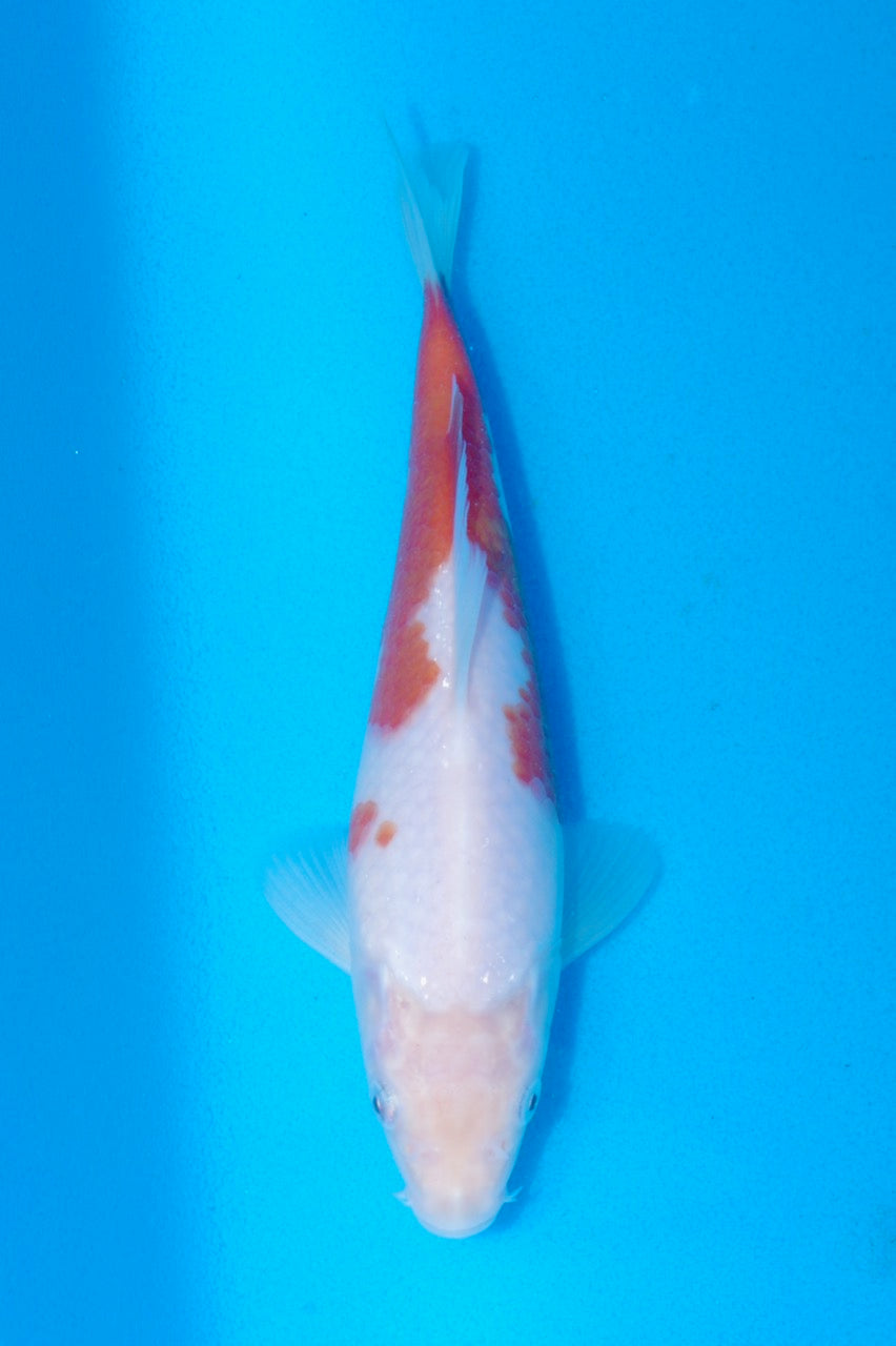 23cm Ai/Budo Goromo REF SRR06-M112
