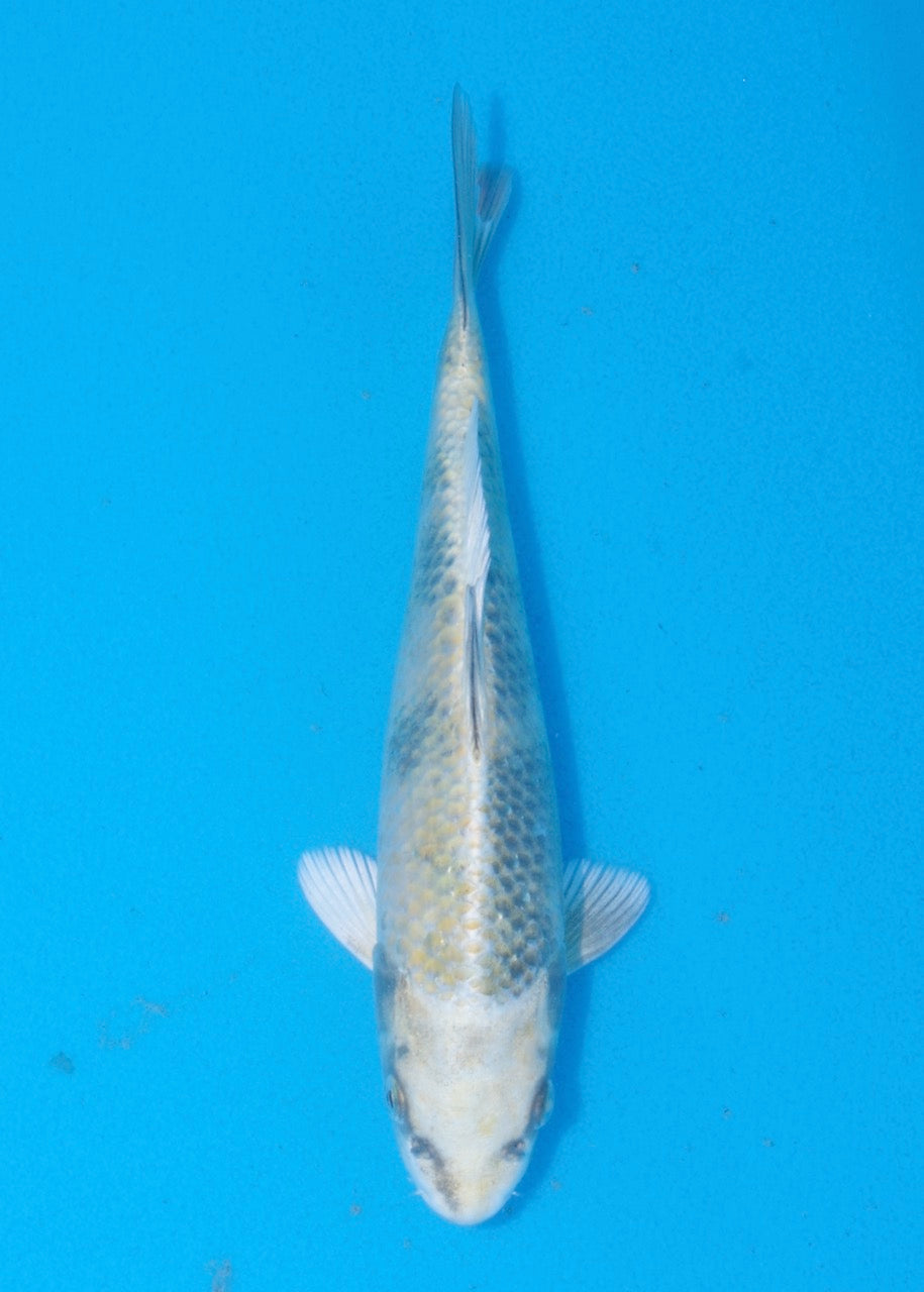 22cm Kin Ki Utsuri REF SRR06-M113