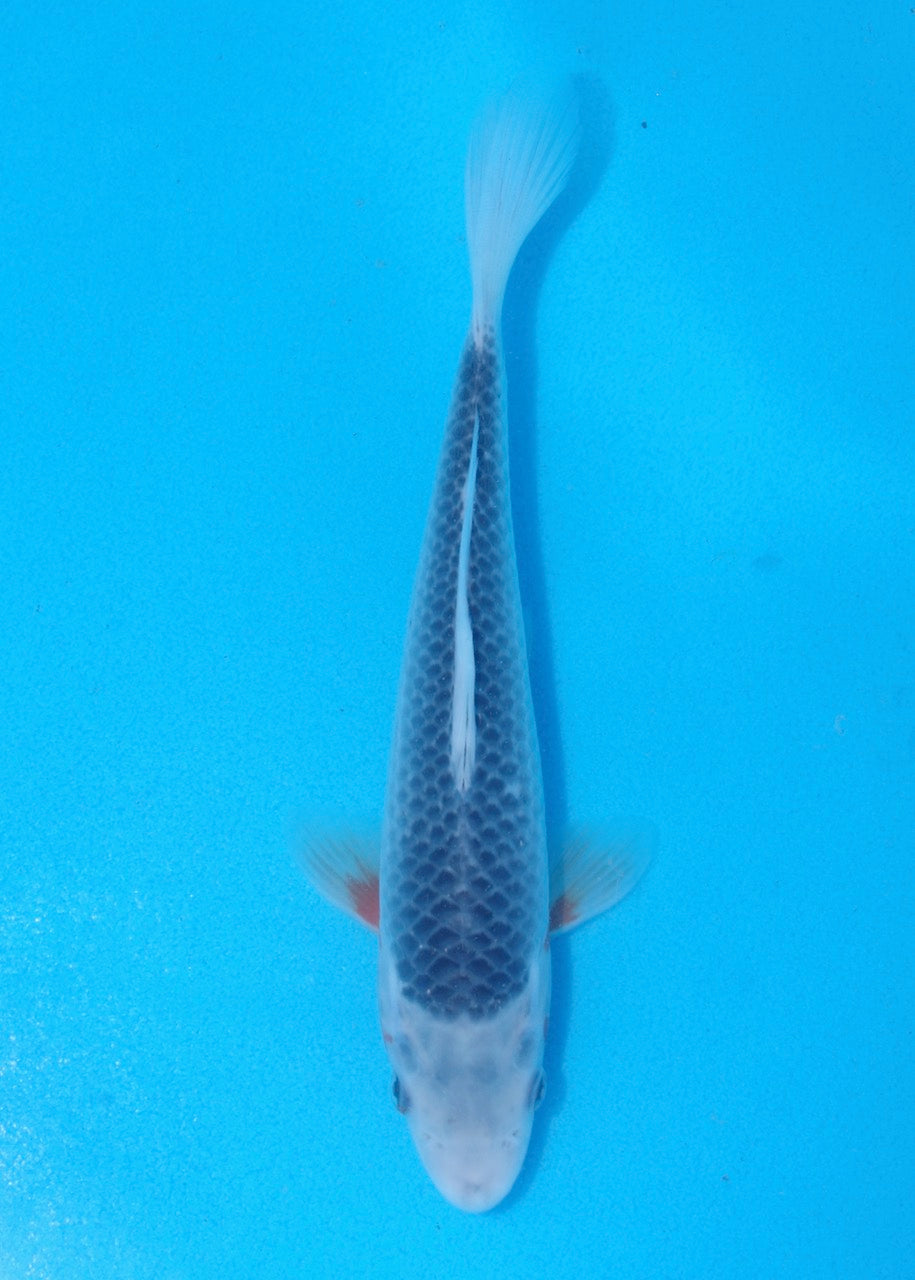 25cm Asagi REF SRR06-M115