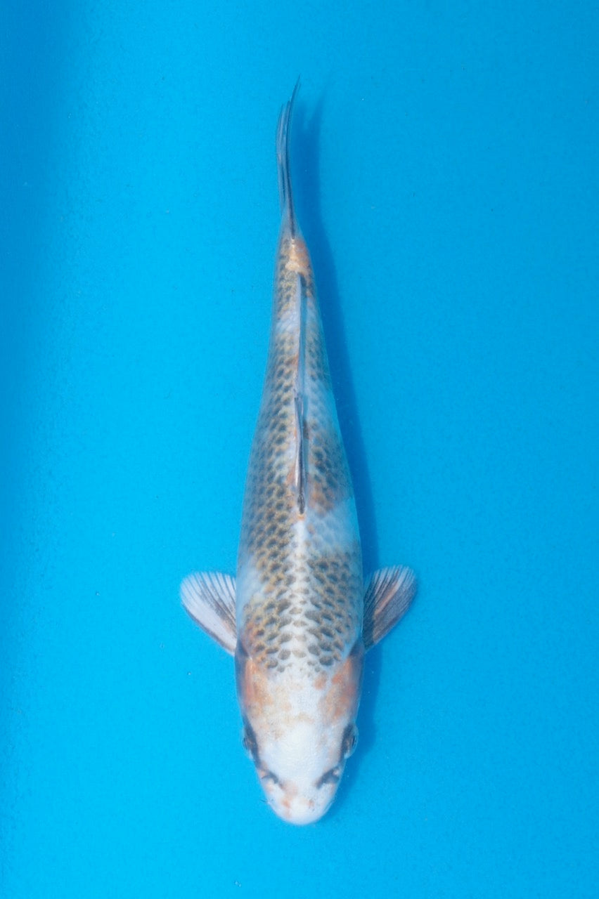 20cm Kin Showa REF SRR06-M120