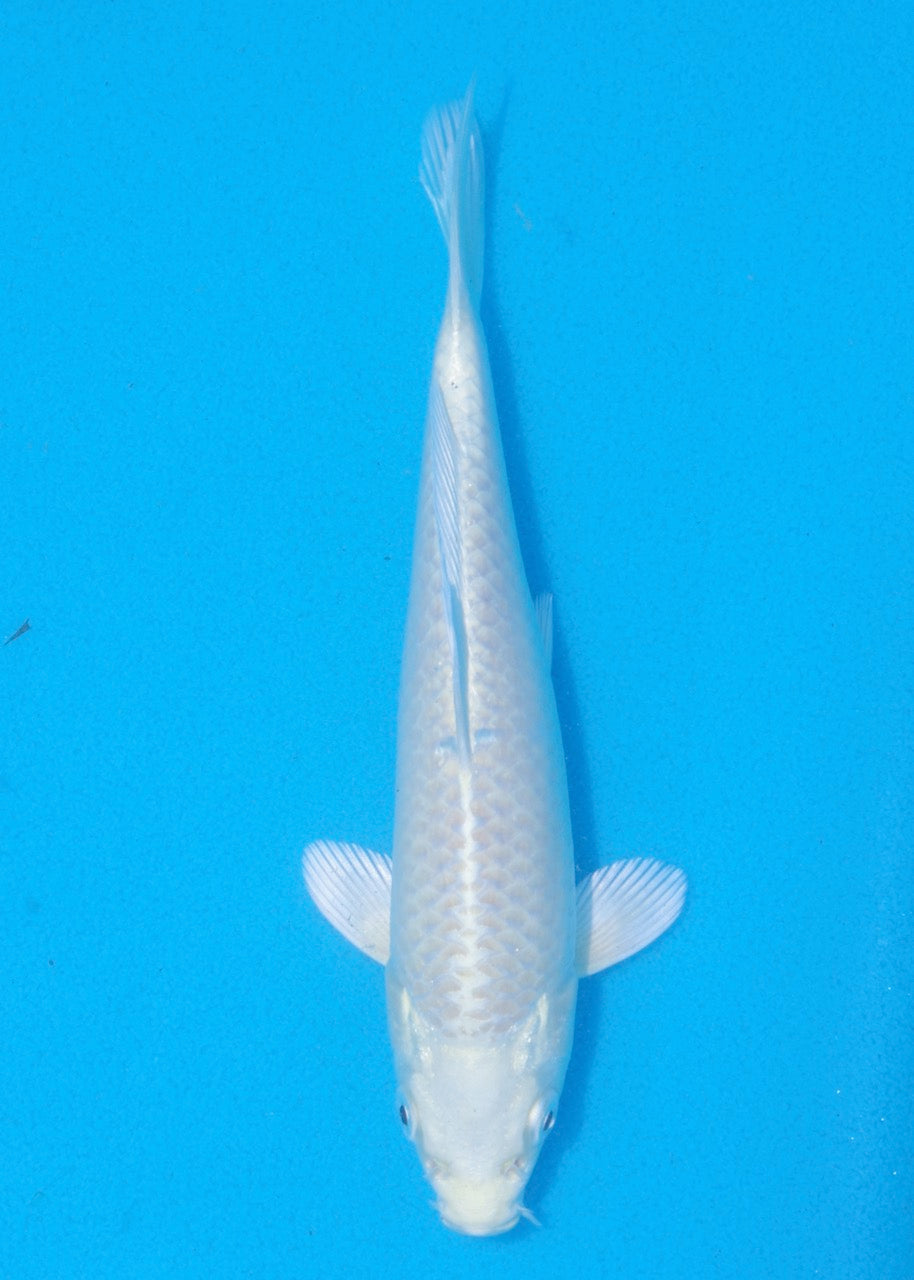 19cm Yamabuki Ogon REF SRL06-M123