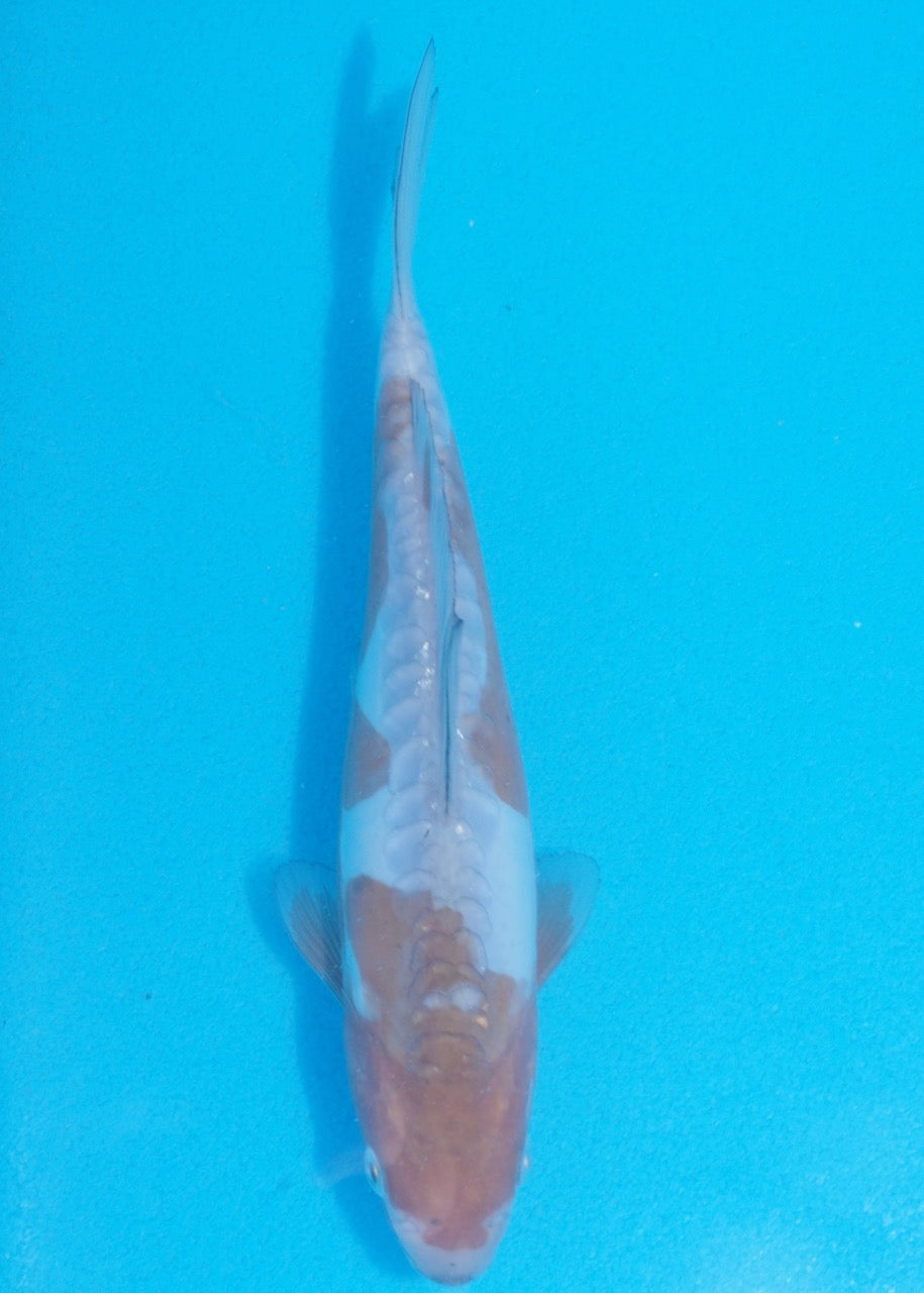 19cm Doitsu Ochiba REF SRL06-M125