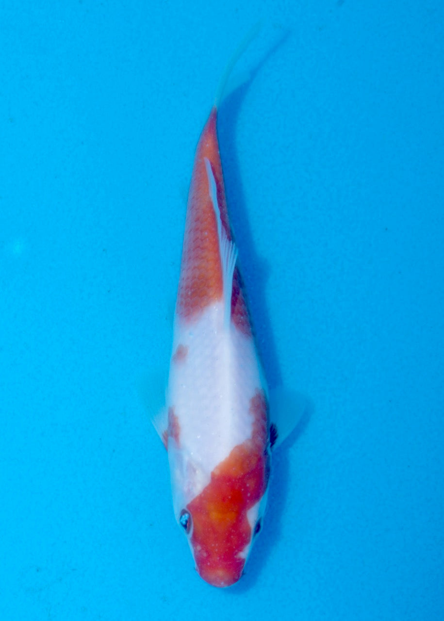 18cm Ai/Budo Goromo REF SRL06-M126