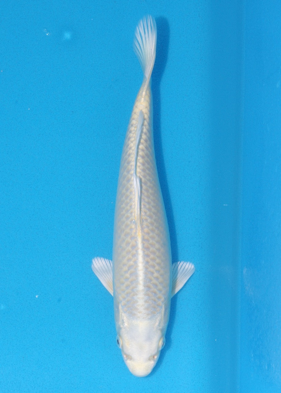 27cm Yamabuki Ogon REF SRR05-M101