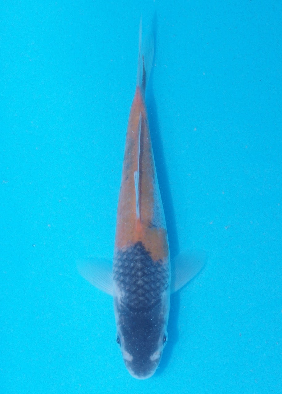 16cm Goshiki REF SRL06-M131