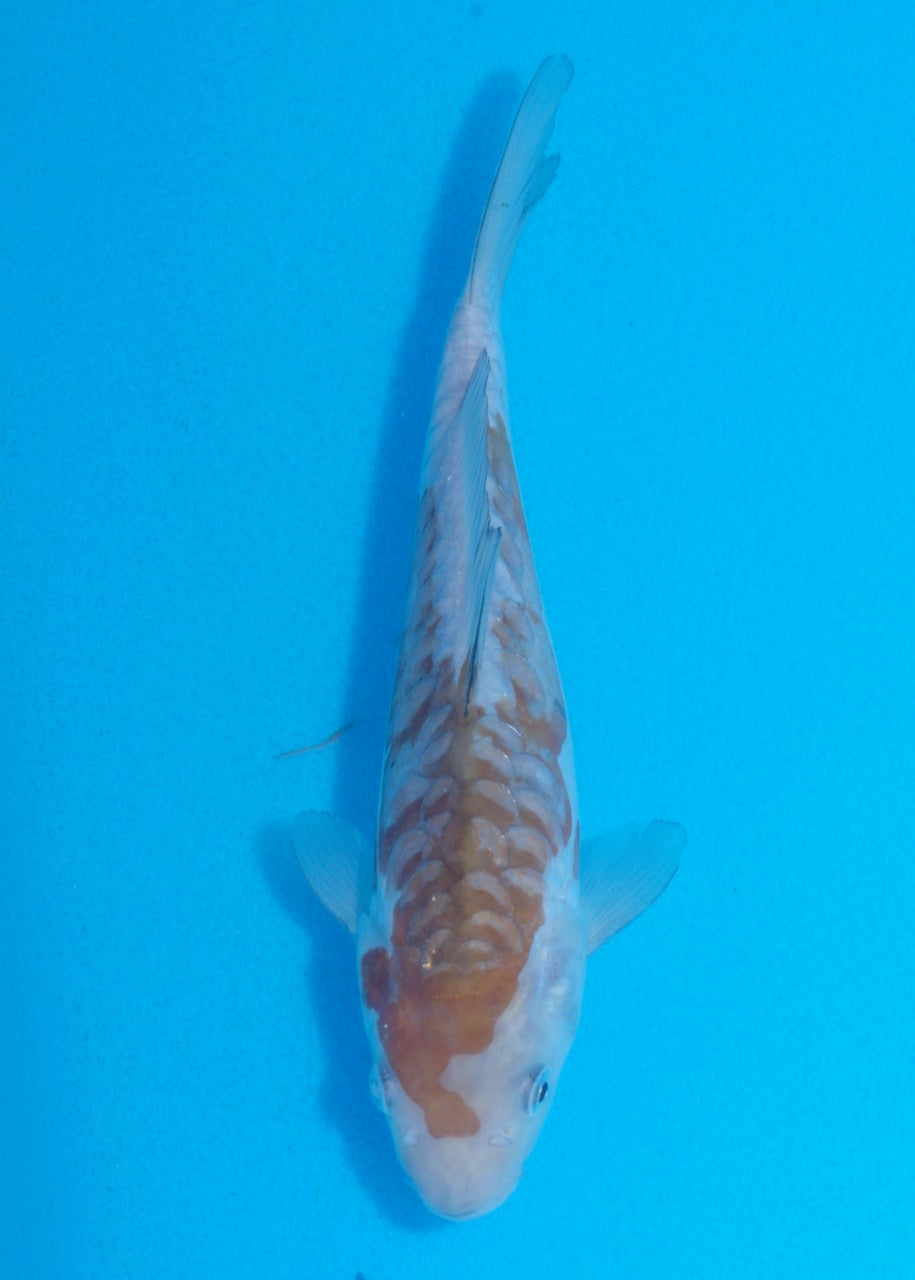 20cm Aragoke (Ochiba) REF SRL06-M132