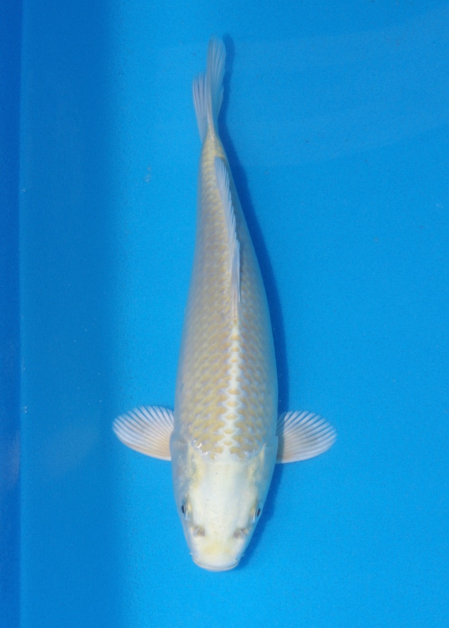25cm Yamabuki Ogon REF SRR05-M102