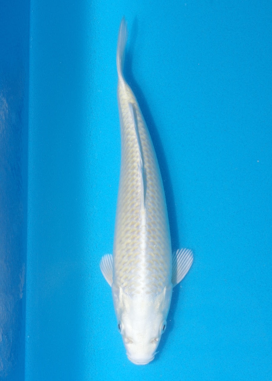 23cm Yamabuki Ogon REF SRL06-M145