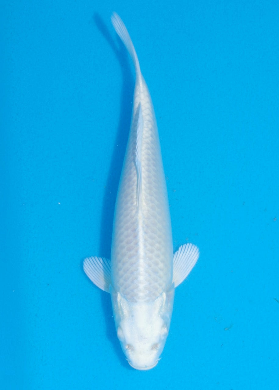 22cm Yamabuki Ogon REF SRL06-M146