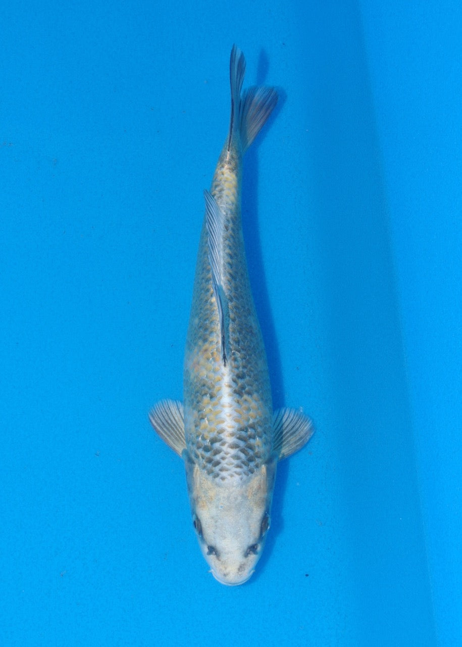 25cm Kin Ki Utsuri REF SRR06-M105