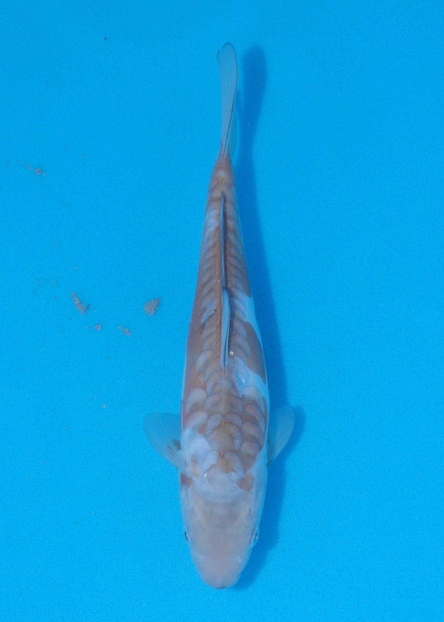 23cm Aragoke (Ochiba) REF SRR06-M108