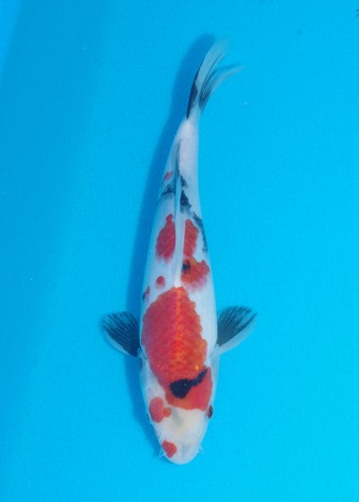 24cm Showa (Sekiguchi) REF SRR03 - JU43