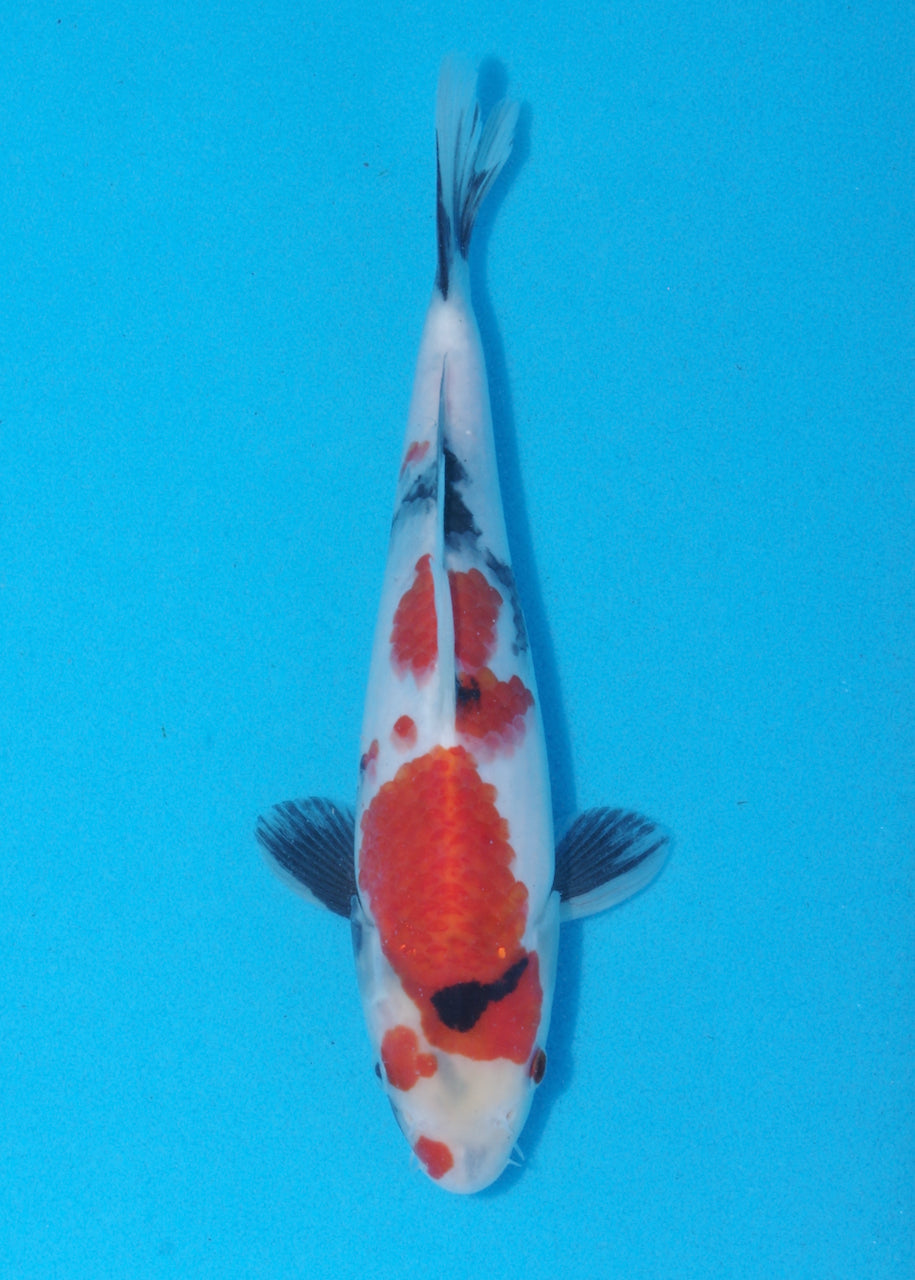 24cm Showa (Sekiguchi) REF SRR03 - JU43