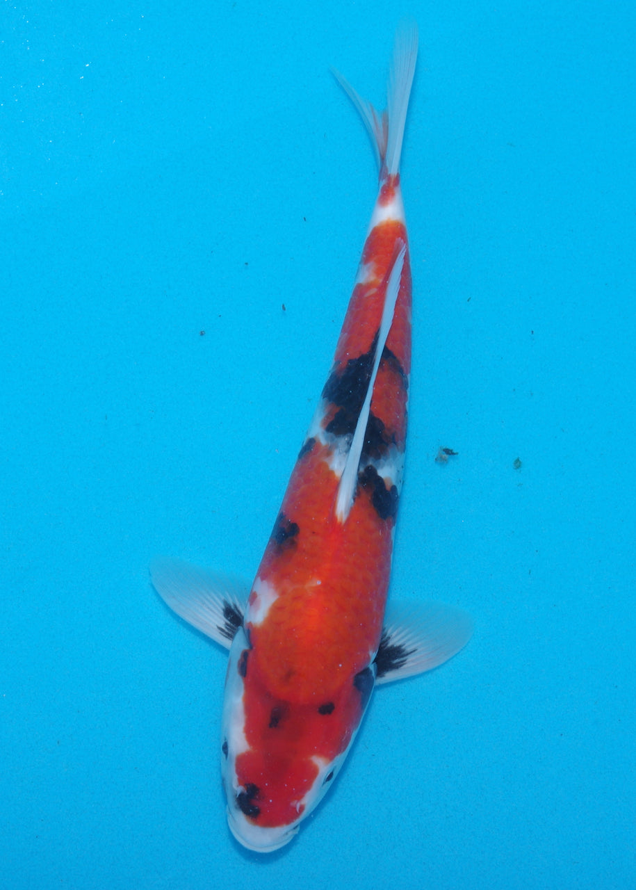 29cm Showa (Sekiguchi) REF SRR03 - JU45
