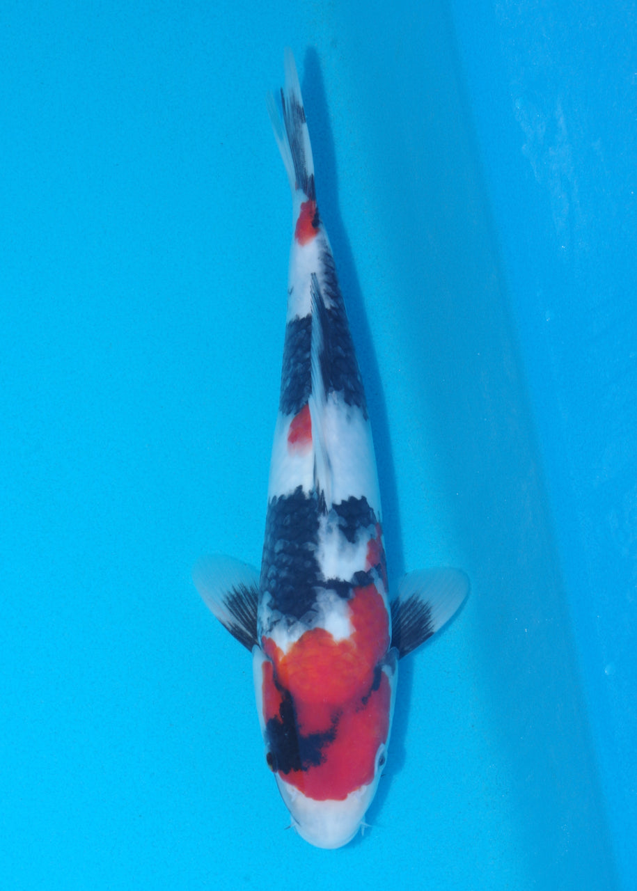 30cm Showa (Sekiguchi) REF SRL04 - JU32