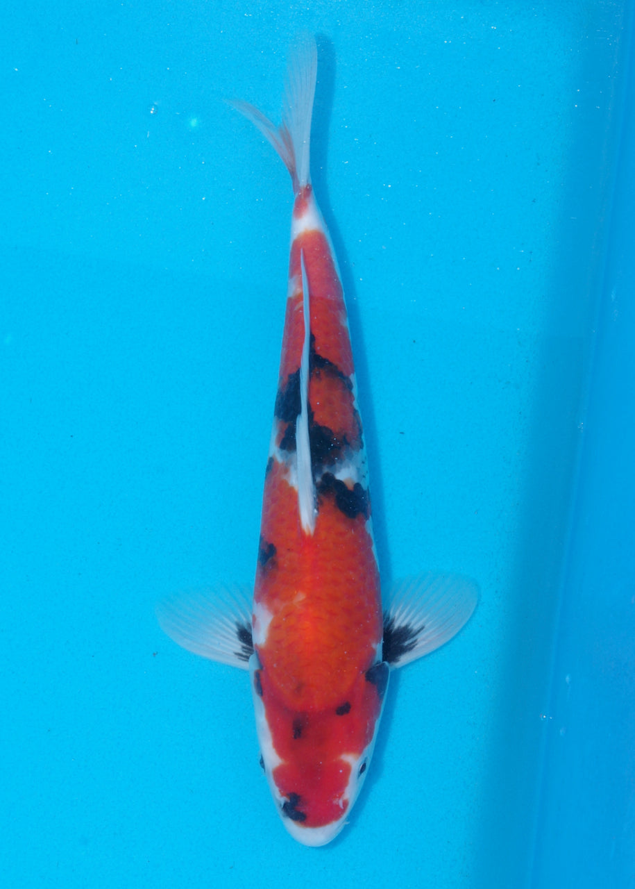 29cm Showa (Sekiguchi) REF SRR03 - JU45