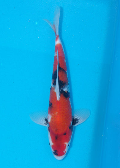 29cm Showa (Sekiguchi) REF SRR03 - JU45