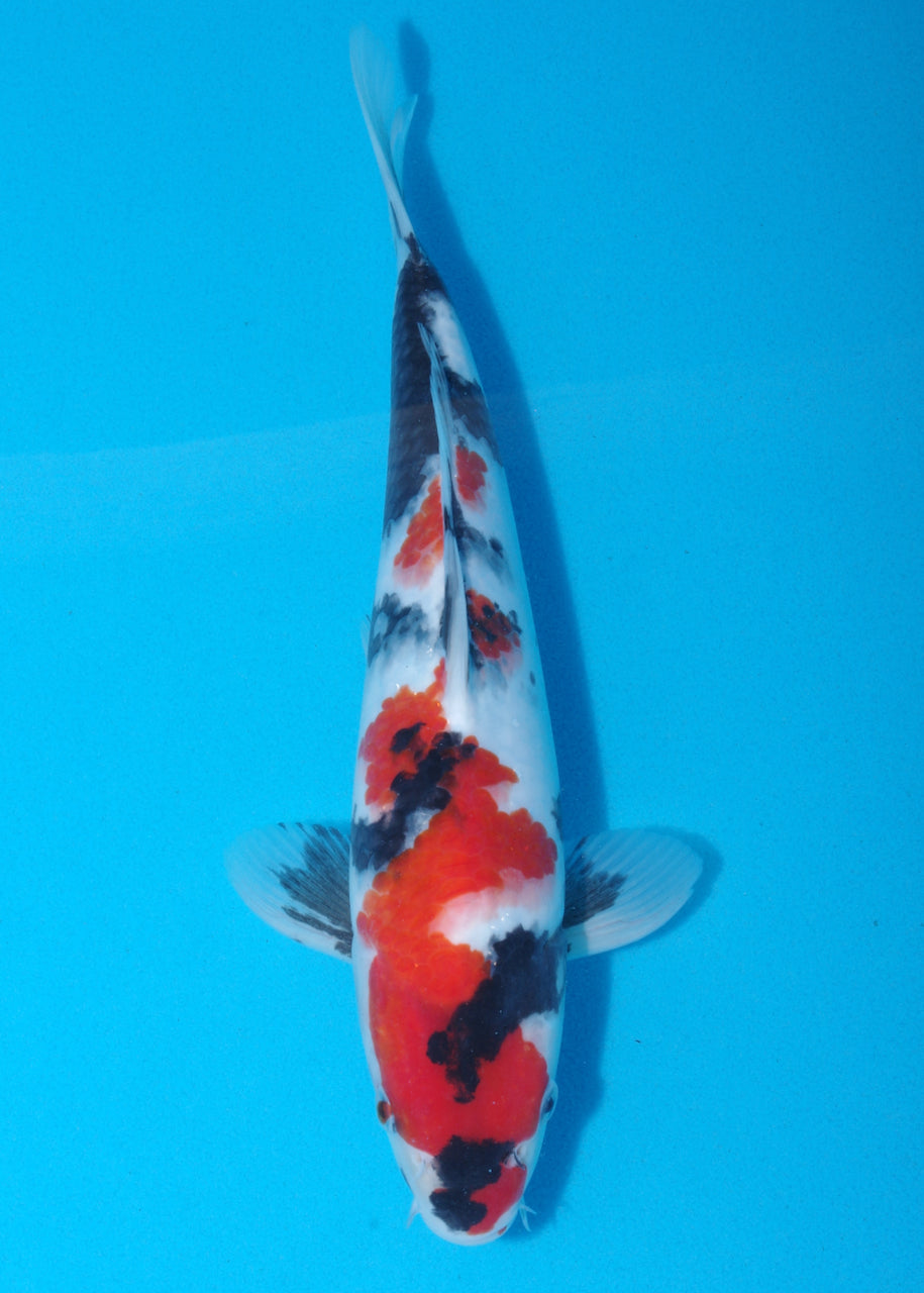 30.5cm Showa (Sekiguchi) REF SRL04 - JU33