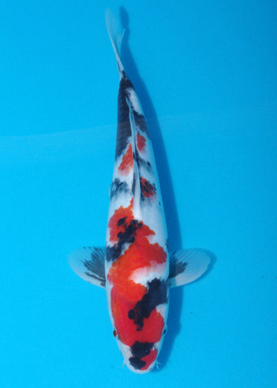 30.5cm Showa (Sekiguchi) REF SRL04 - JU33