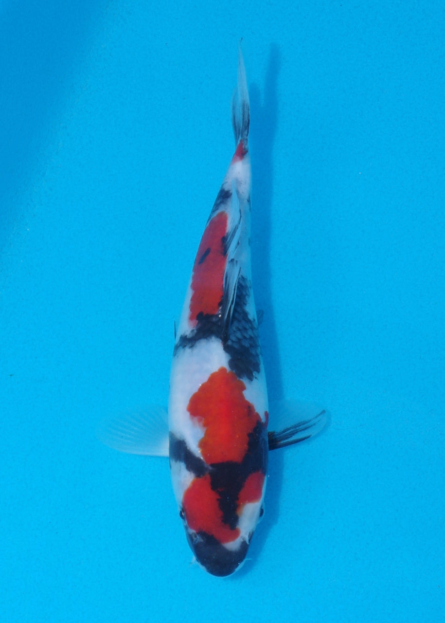 21cm Showa (Sekiguchi) REF SRR03 - JU53