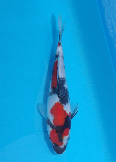 21cm Showa (Sekiguchi) REF SRR03 - JU53