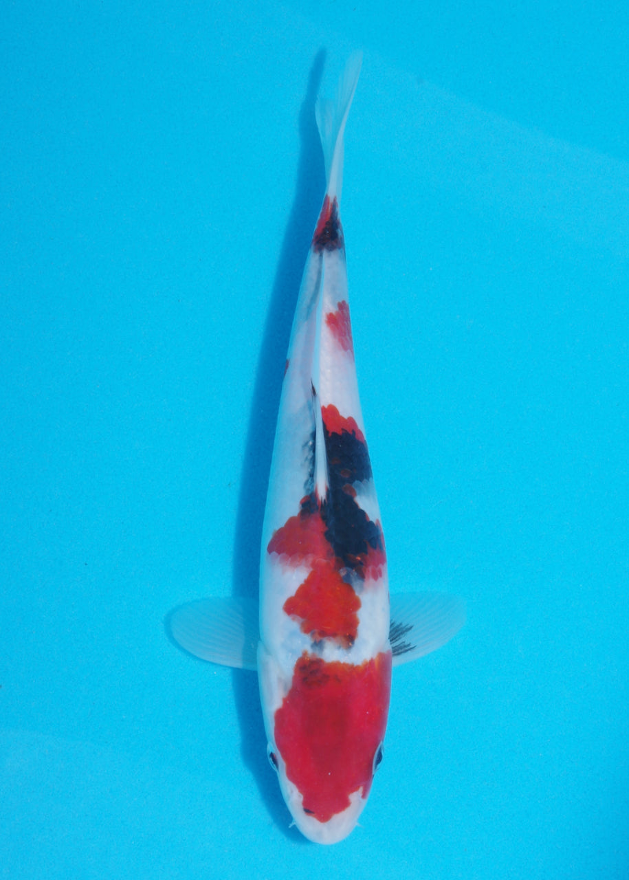 24cm Showa (Sekiguchi) REF SRR03 - JU60
