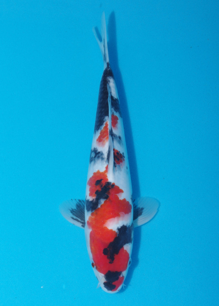 30.5cm Showa (Sekiguchi) REF SRL04 - JU33