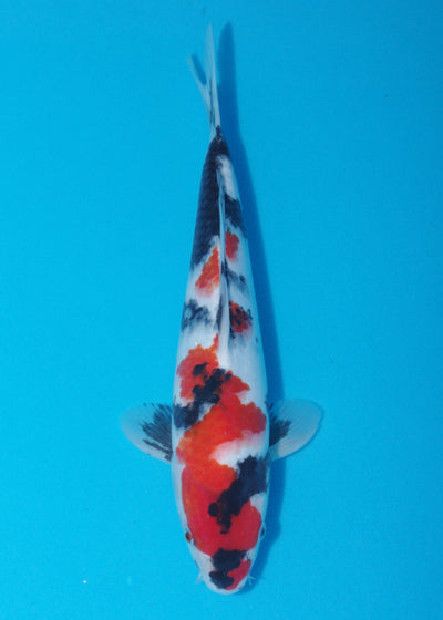 30.5cm Showa (Sekiguchi) REF SRL04 - JU33