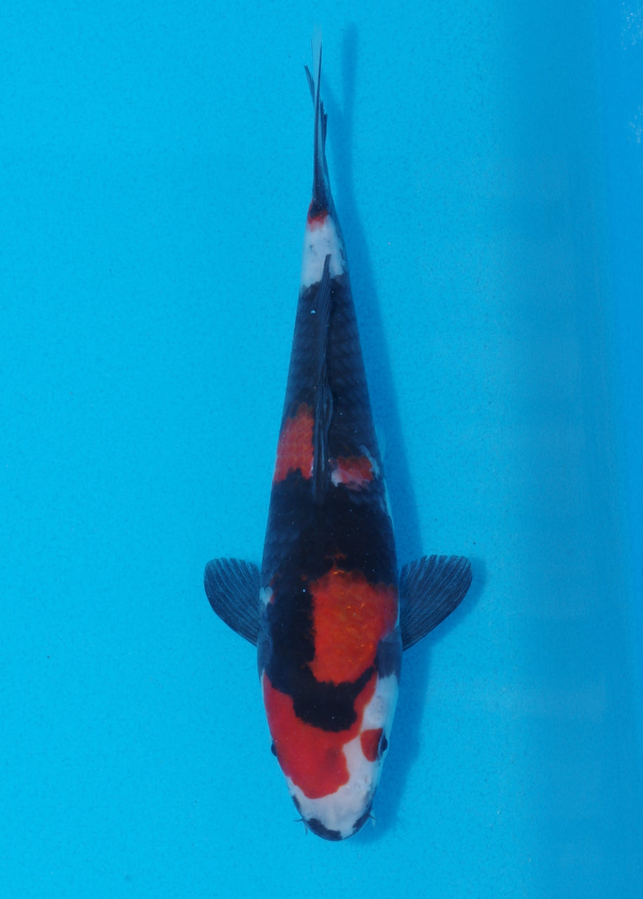20cm Showa (Sekiguchi) REF SRR03 - JU61