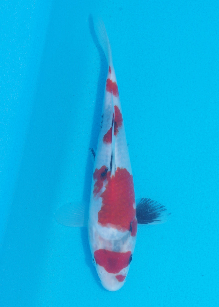 20cm Showa (Sekiguchi) REF SRR03 - JU66