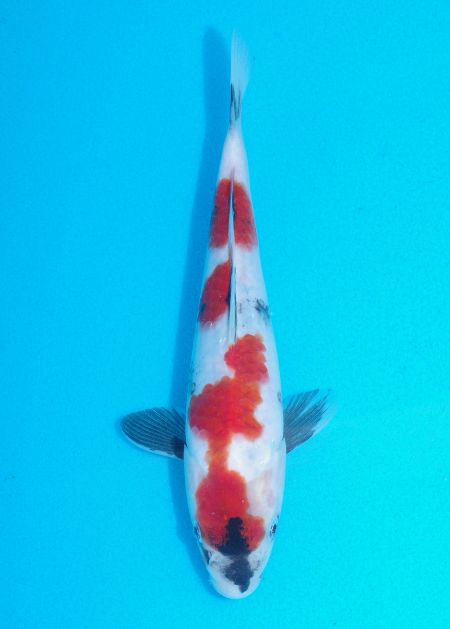 23cm Showa (Sekiguchi) REF SRR03 - JU69