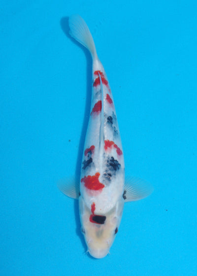 29cm Showa (Sekiguchi) REF SRL04 - JU34