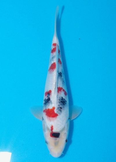 29cm Showa (Sekiguchi) REF SRL04 - JU34